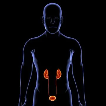Kidney 1 Illustrazione stock