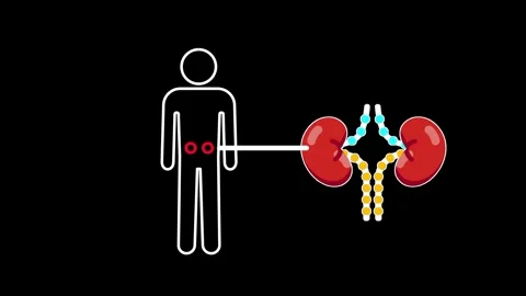 Kidney Anatomy Stock Footage 334343264