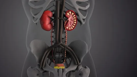 Kidney and Bladder Functions in Urinary System Video stock 306313732