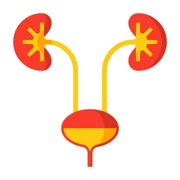 Kidney and Urinary Bladder Stock Illustration