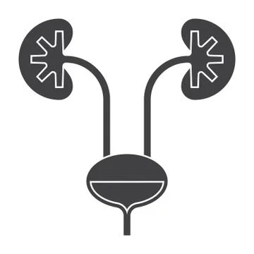 Kidney and Urinary Bladder Stock Illustration