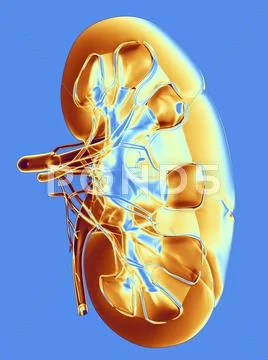 Kidney, artwork Stock Illustration