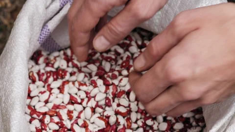 Kidney bean in farmer hands Stock Footage 97430771
