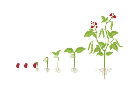 Kidney bean growing process from seed to sprout, adult plant and flower, flat Stock Illustration
