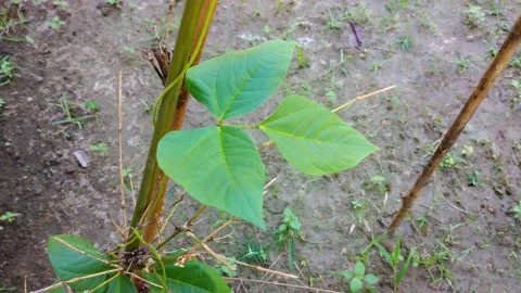 Kidney bean leaf and bamboo wall three green Stock Footage 158215390
