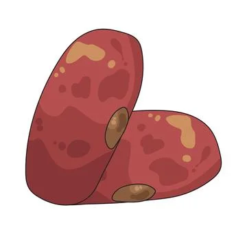Kidney beans illustration Stock Illustration