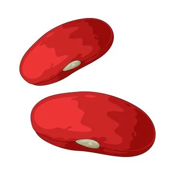 Kidney beans illustration Stock Illustration