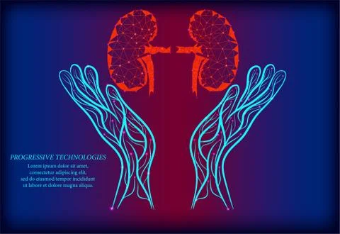 Kidney between two human hands. Low poly concept. Healthy kidney concept. Kid Stock Illustration