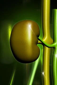 Kidney in digital design Illustrazione stock