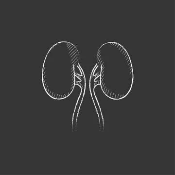 Kidney. Drawn in chalk icon Stock Illustration