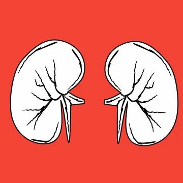 Kidney editable outline Stock Illustration