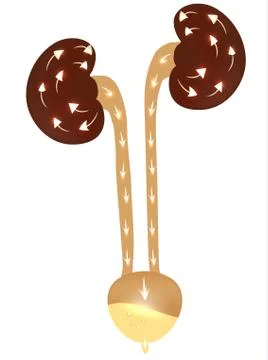 Kidney function Illustrazione stock