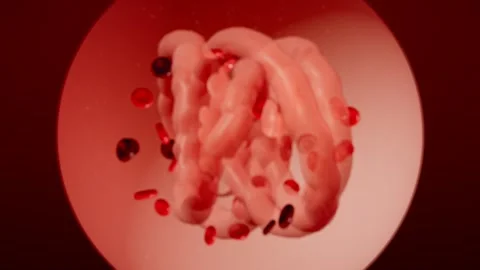 Kidney glomerulus filtering blood capillary tuft loop 스톡 동영상 343189073