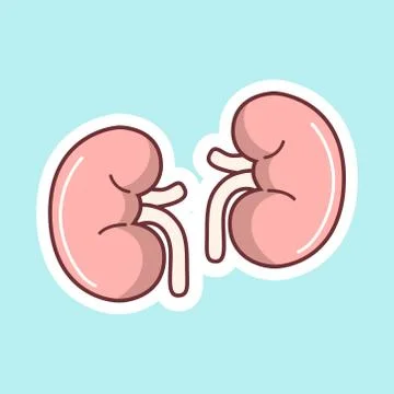 Kidney icon on a blue background. vector image Stock Illustration