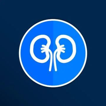 Kidney icon isolated human two vein white medical Illustrazione stock