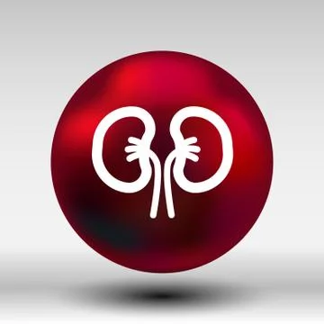 Kidney icon isolated human two vein white medical Stock Illustration