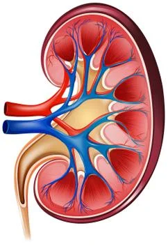 Kidney Stock Illustration