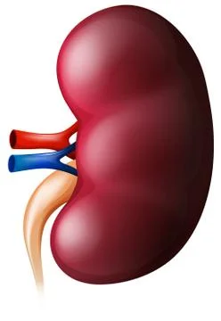 Kidney Stock Illustration