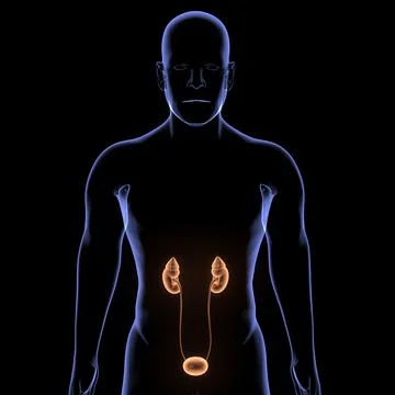 Kidney Illustrazione stock