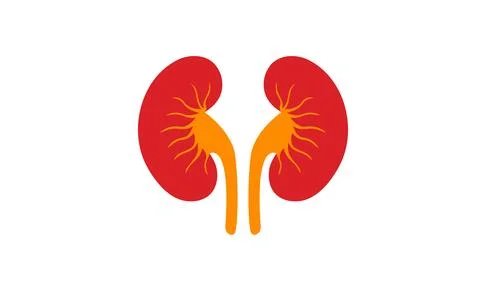 Kidney Stock Illustration