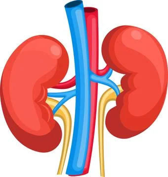 Kidney Stock Illustration
