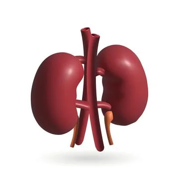 Kidney isolated vector 3d icon. Kidneys 3d illustration. Illustrazione stock
