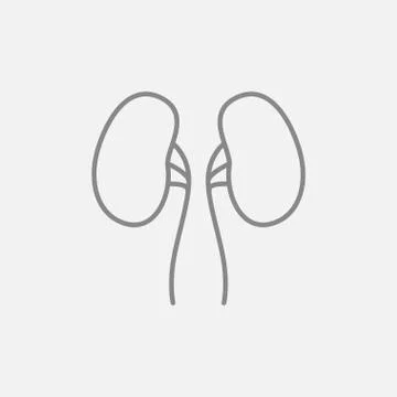 Kidney line icon Stock Illustration