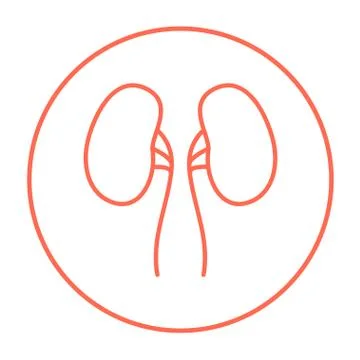Kidney line icon Stock Illustration