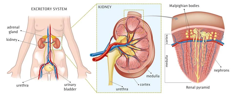Kidney Nephron Structure Stock Illustration