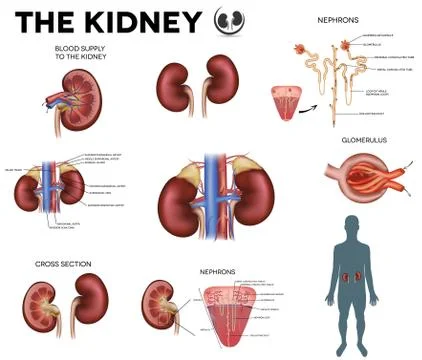 The kidney poster Illustrazione stock