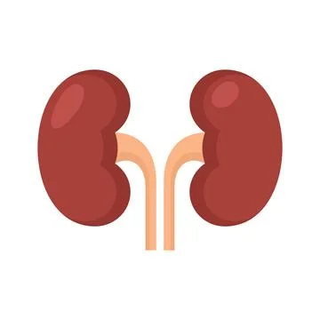 Kidney Renal on White Background. Vector Stock Illustration