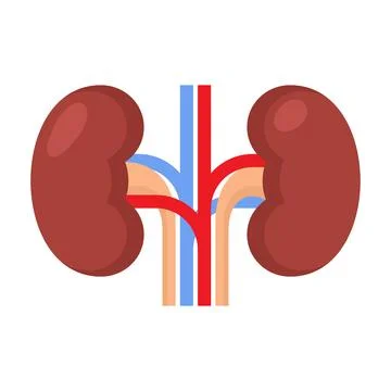 Kidney Renal on White Background. Vector Illustration