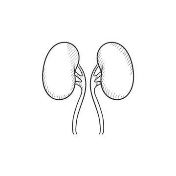 Kidney sketch icon Stock Illustration