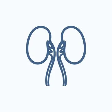 Kidney sketch icon Stock Illustration