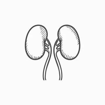 Kidney sketch icon Stock Illustration