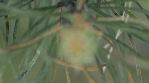 Kidney of spruce tree Stock Footage 78642634
