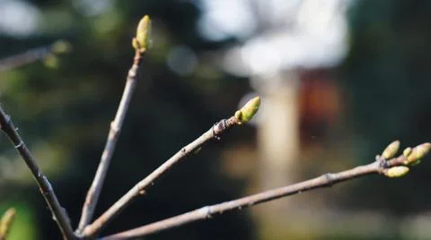 Kidney on a tree branch Stock Photos