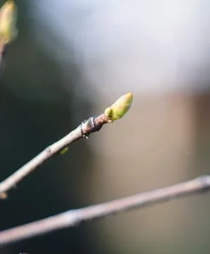 Kidney on a tree branch. Stock Photos