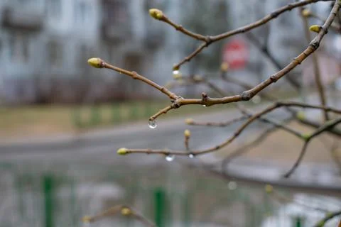 Kidney on a tree Stock Photos