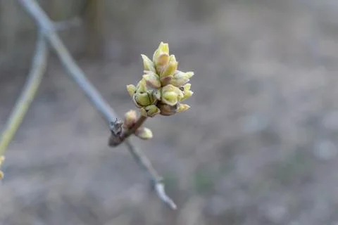 Kidney on a tree Stock Photos