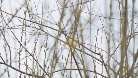  Kidney in the trees in spring. Young leaves Stock Footage 87600205
