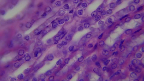 Kidney under microscope, longitudinal se... | Stock Video | Pond5