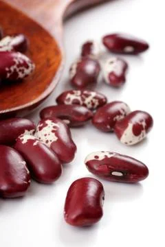 Kidney on white background Stock Photos
