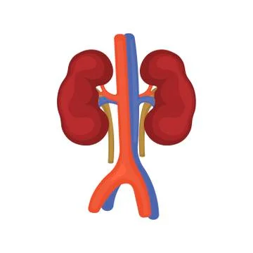 Kidney on a white background. Vector illustration on isolated Stock Illustration