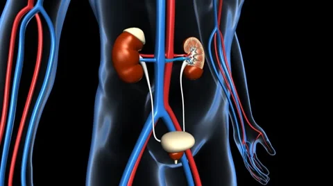 Kidney X-Section & Urinary System Rotation Stock Footage