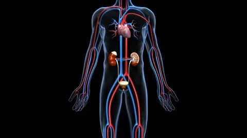Kidney X-Section, w Urinary System A Vidéo 8945258