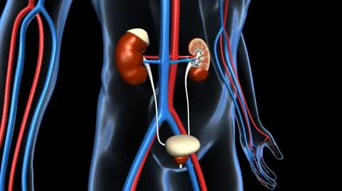 Kidney X-Section w Urinary System B Vidéo 8945263