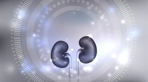 Kidneys 3d Stock Illustration