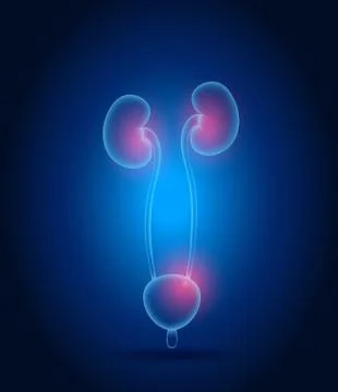 Kidneys abstract design Stock Illustration