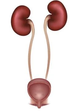 Kidneys and urinary bladder, urinary system Stock Illustration